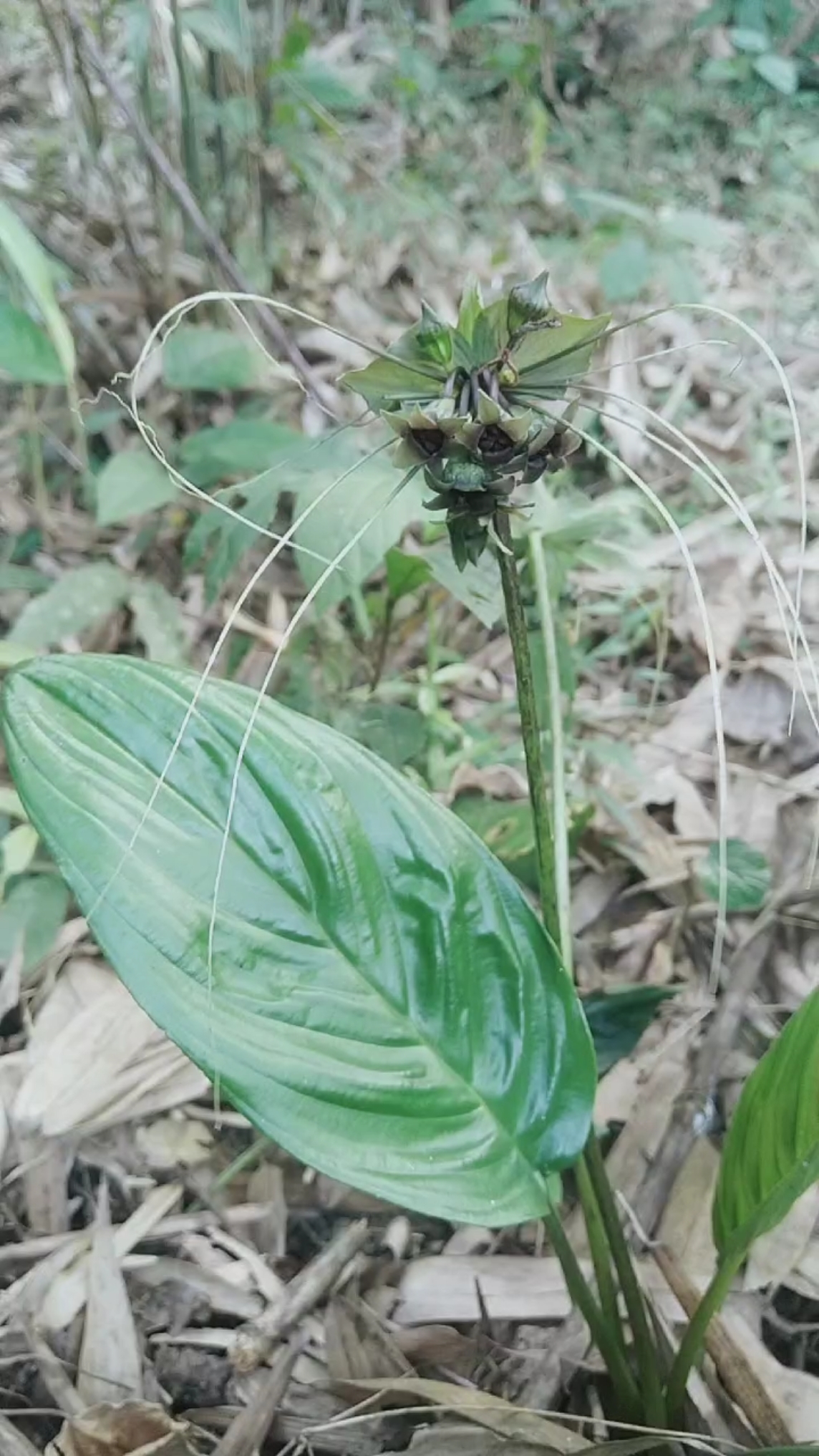 认识中草药#箭根薯