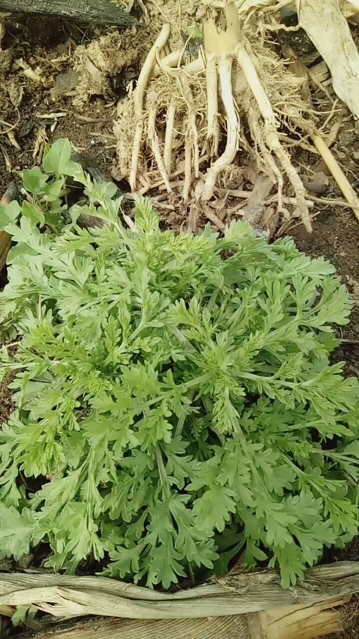 这是一种宝贝,一种中药材有去肝火功能,能当菜吃,摊煎饼,能拍水吃