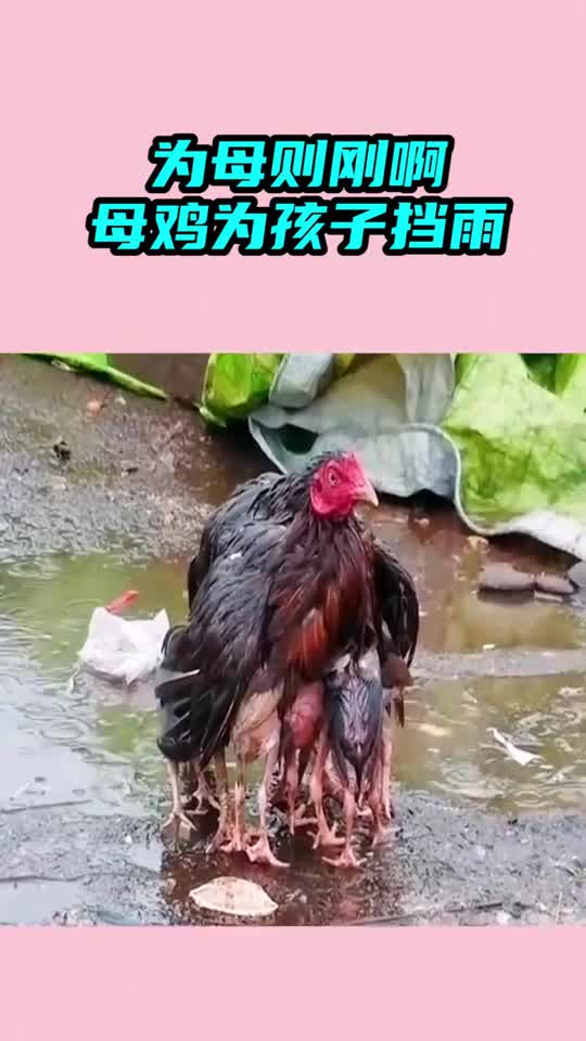 为母则刚啊母爱是不分物种的