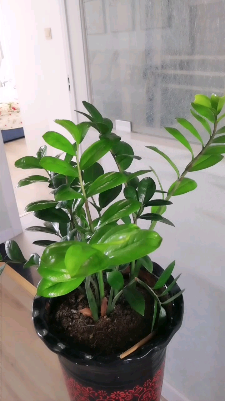 全民小助手 茁壮～串钱树