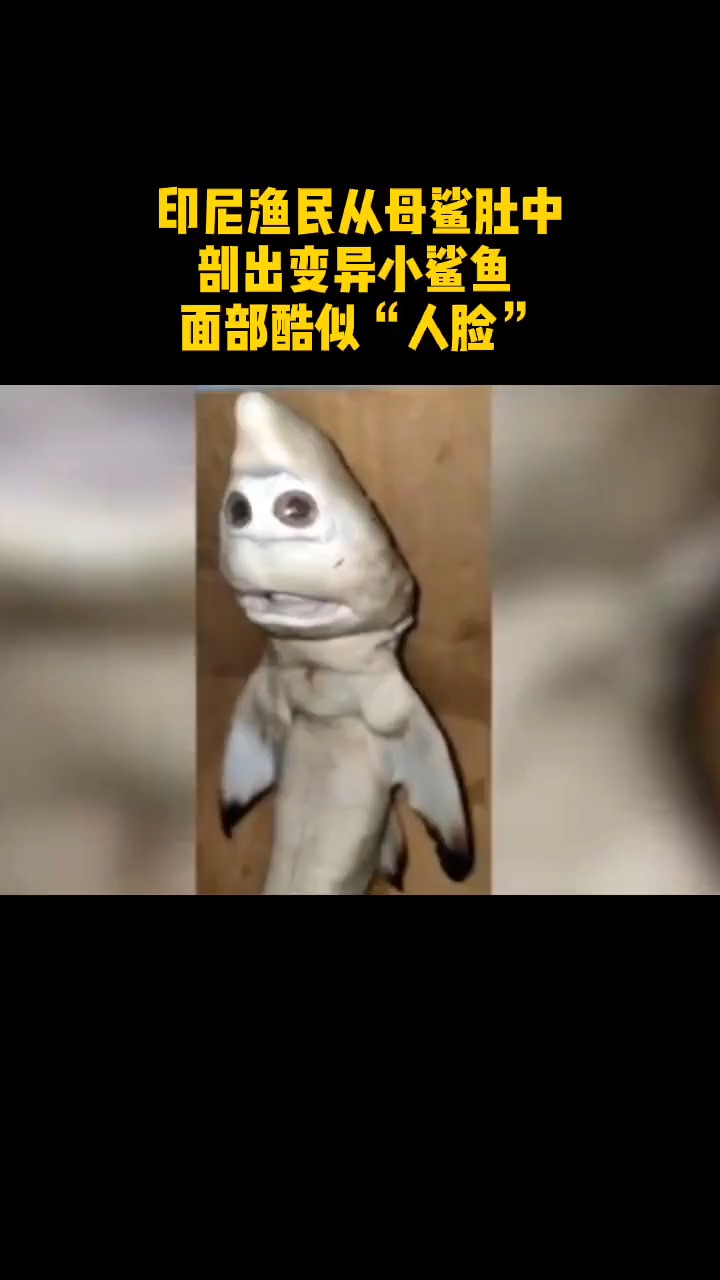 印尼渔民从母鲨肚中剖出变异小鲨鱼 面部酷似"人脸"