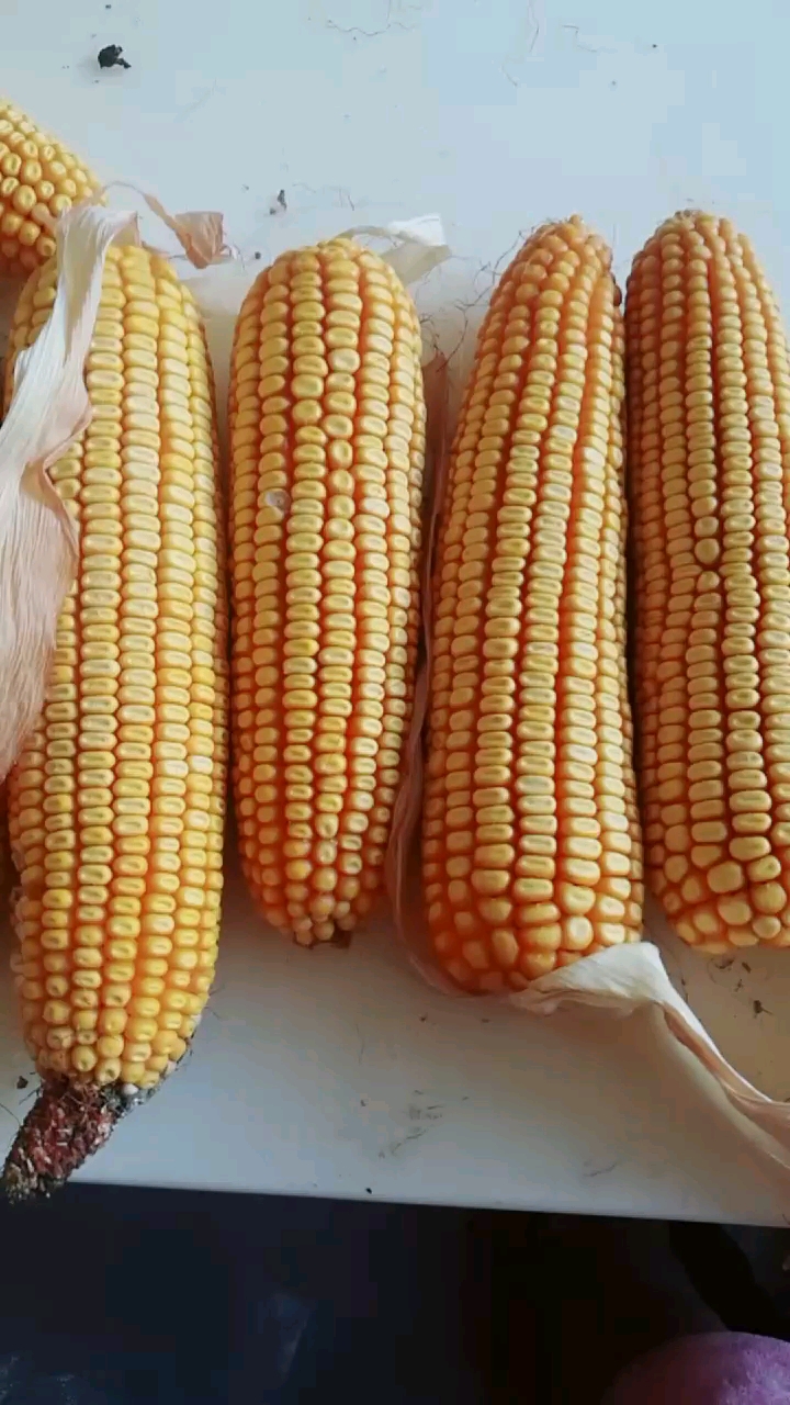 成熟的玉米!