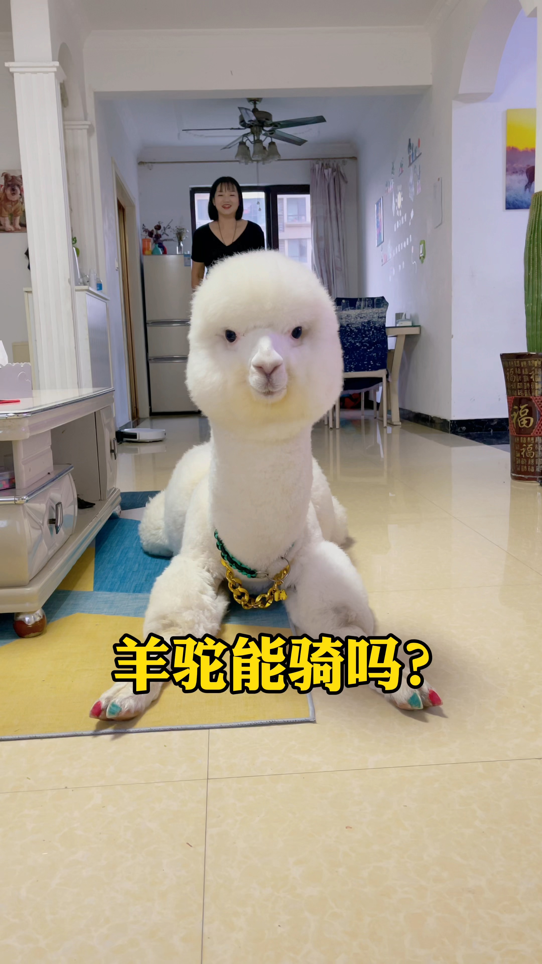 羊驼#如何制服一只调皮的羊驼