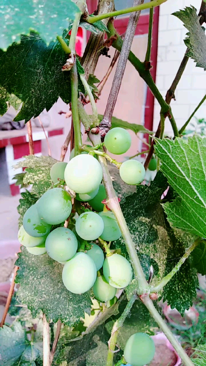 玛瑙果什么时候成熟