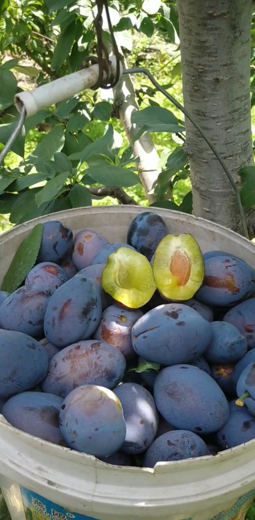 美人李#,长的最好看的李子#越吃越漂亮#美李-度小视