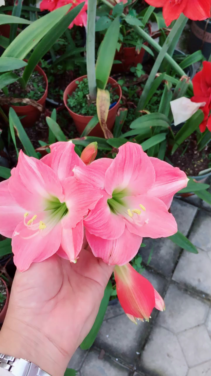 朱顶红:瑞贝卡,圣诞快乐,红狮,芭蕾舞女,桑巴,异域之星