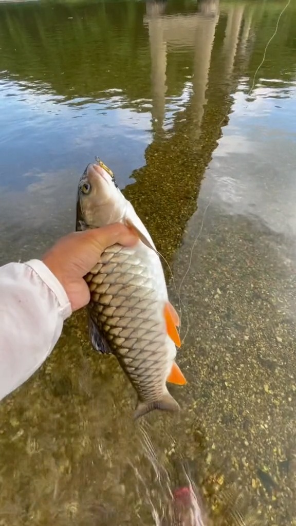 野钓#路亚军鱼#路亚#微物路亚