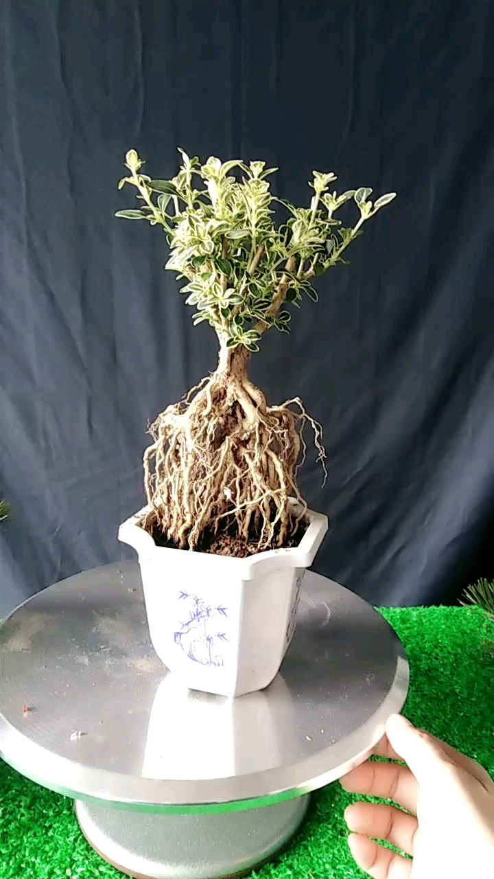 新年新气象#金边六月雪提根盆景欣赏!