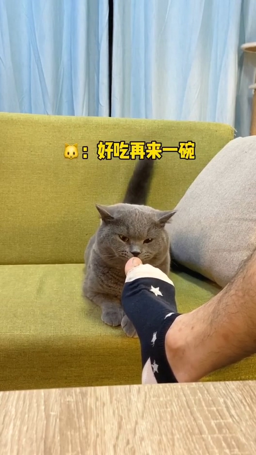 猫#无法改掉猫咪舔脚趾的坏习惯,直到有一天.