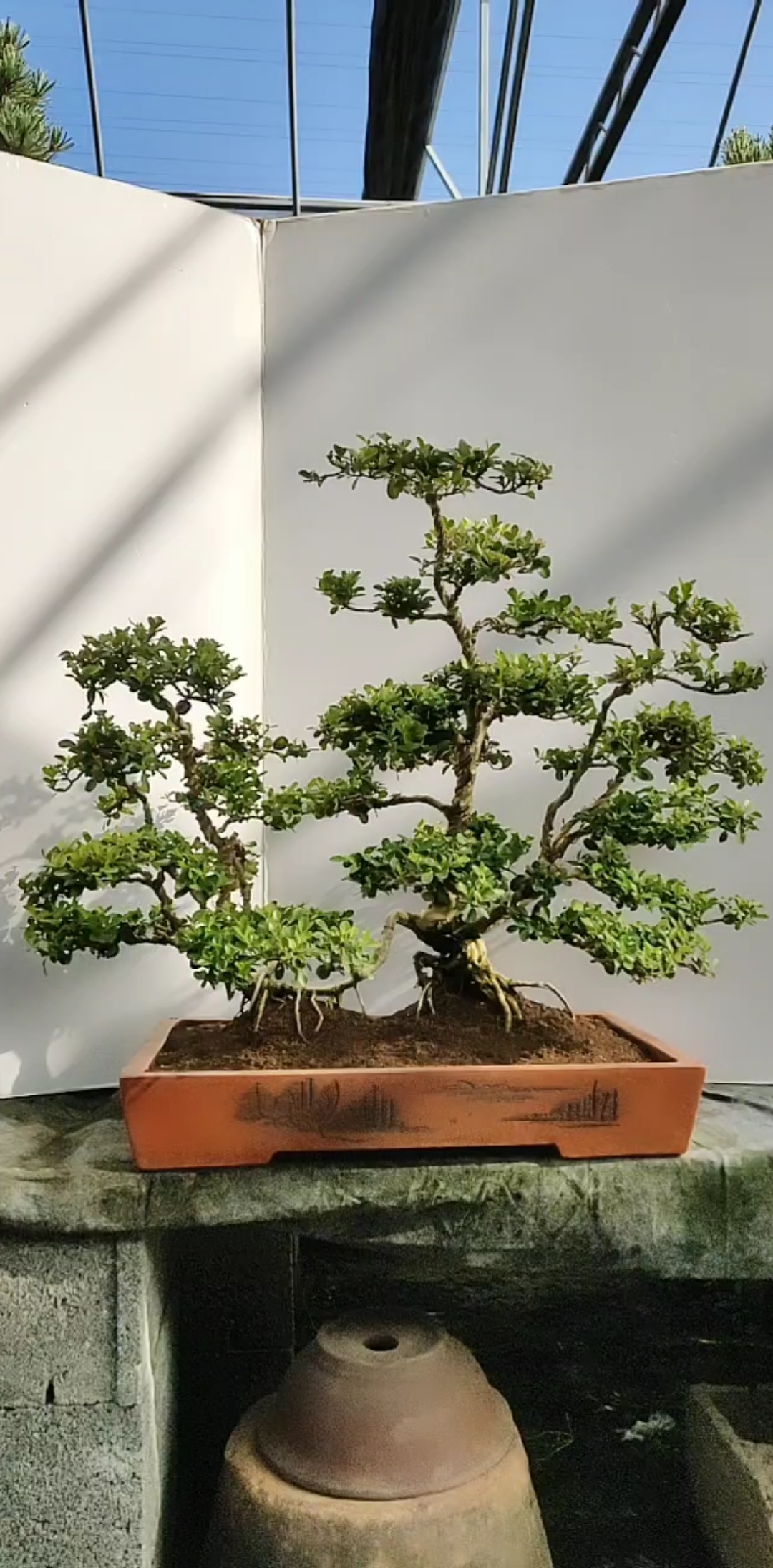 丛林连体黄杨盆景