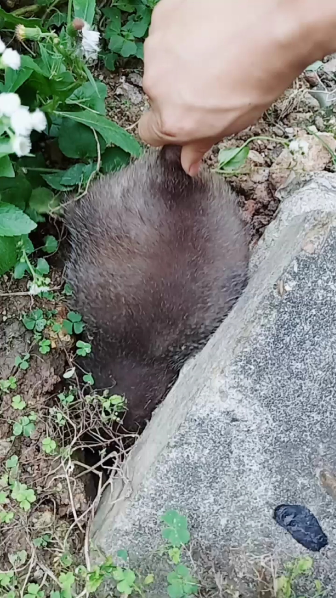 石缝里抓到一个七斤的大老鼠