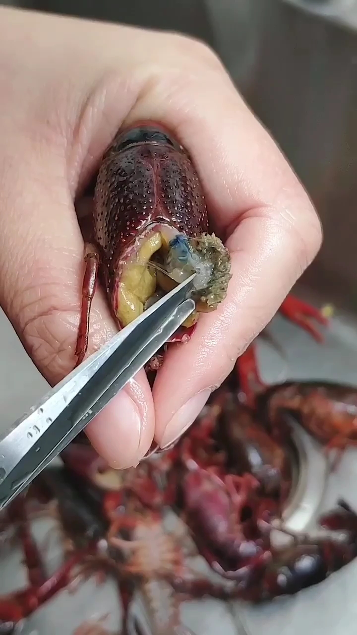 剪龙虾教程