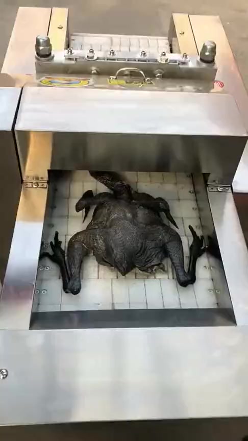 搞笑段子#乌鸡被机器切割的那一刻,差一点就看错,把人吓了一跳