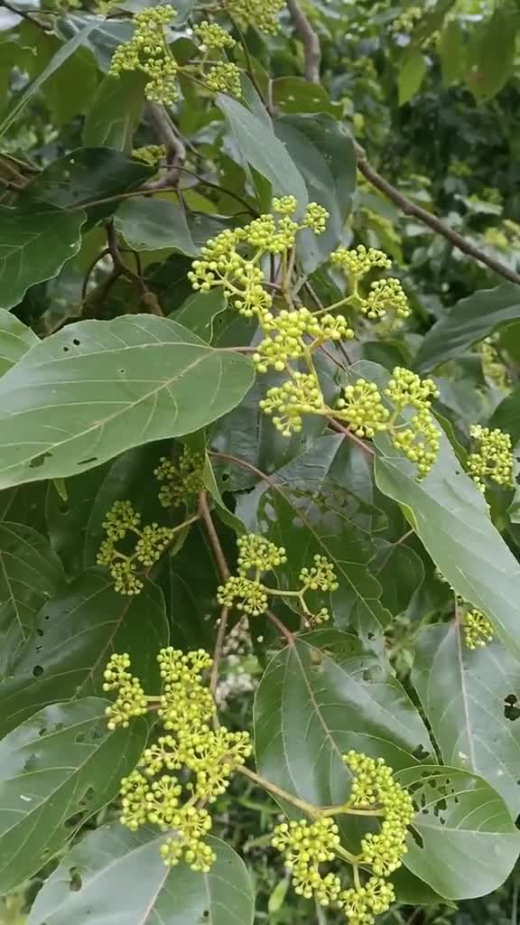 拐枣已开花,鸡爪梨,枳椇子,你有多久没有吃过了