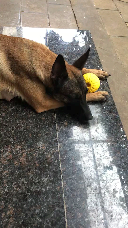 纯种剑血马犬有喜的吗马上生了