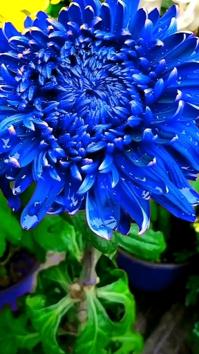 蓝色菊花花语图片
