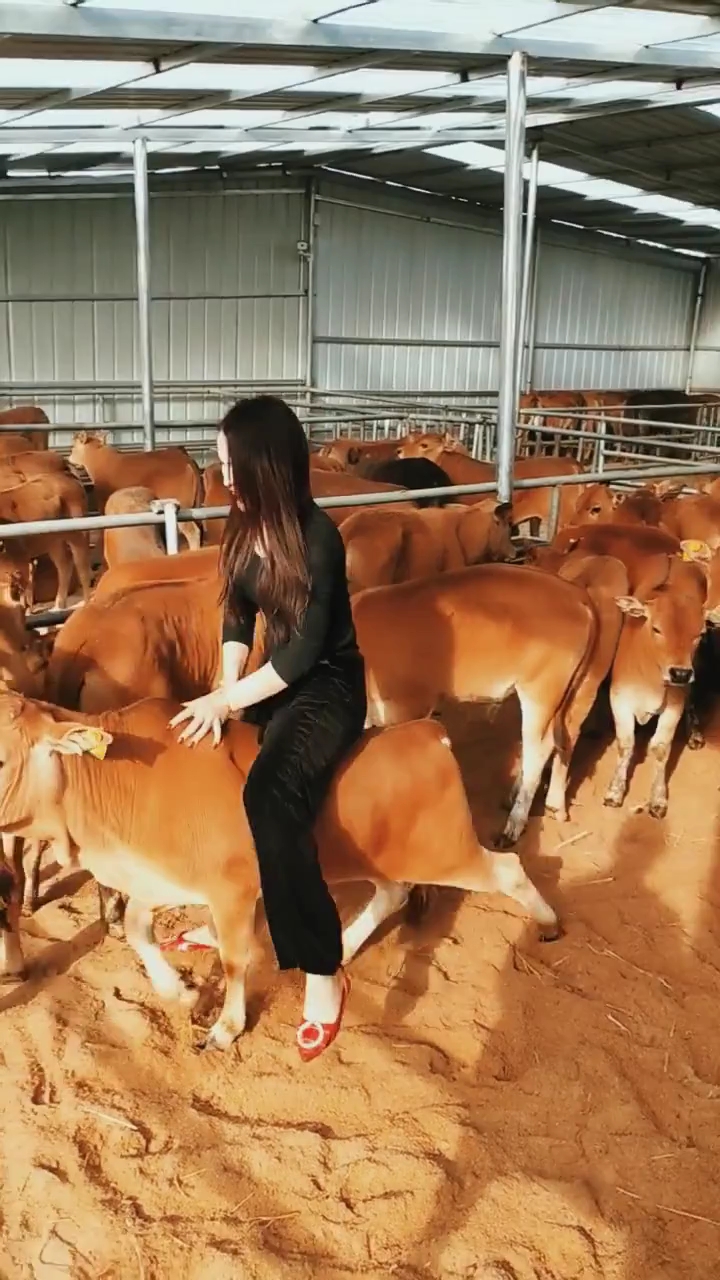 搞笑段子剧#见过骑牛的美女吗