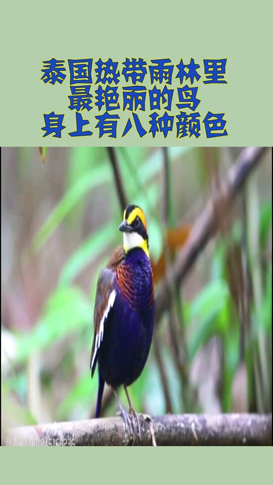泰国热带雨林里,最艳丽的鸟,身上有八种颜色