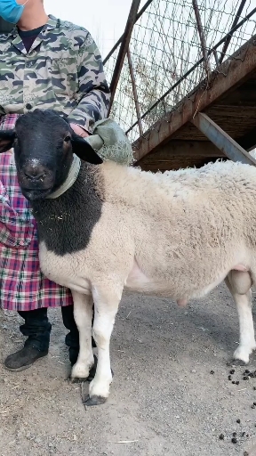 这羊两条腿站起来比人都高