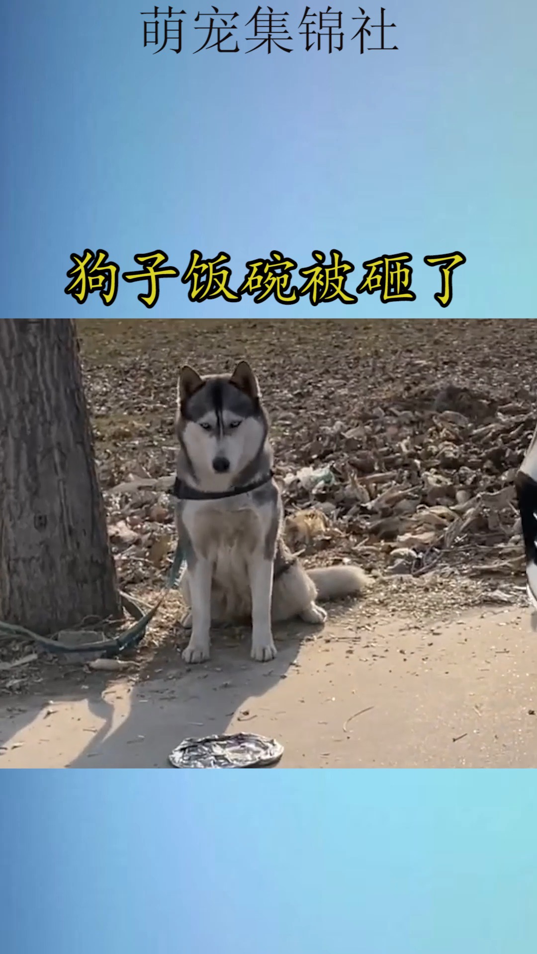 我家萌宠成精了#狗子饭碗被砸了