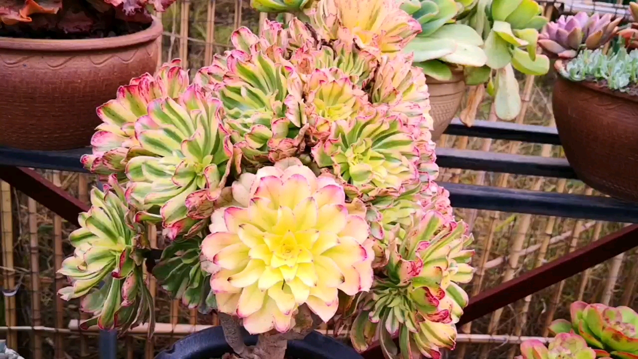 有一种可爱叫多肉!#艳日伞全锦状态,让你看了分分钟种草!