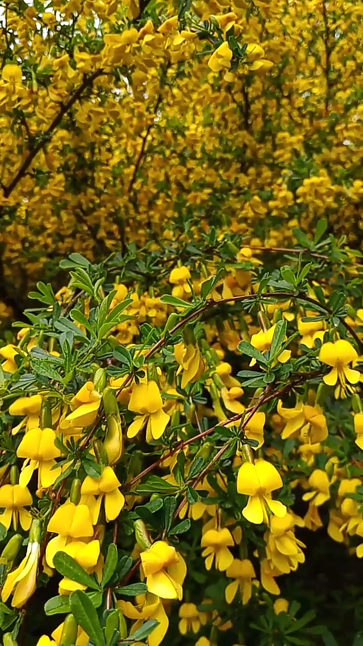 锦鸡儿:根皮药用,能祛风活血,舒筋,除湿利尿,止咳化痰