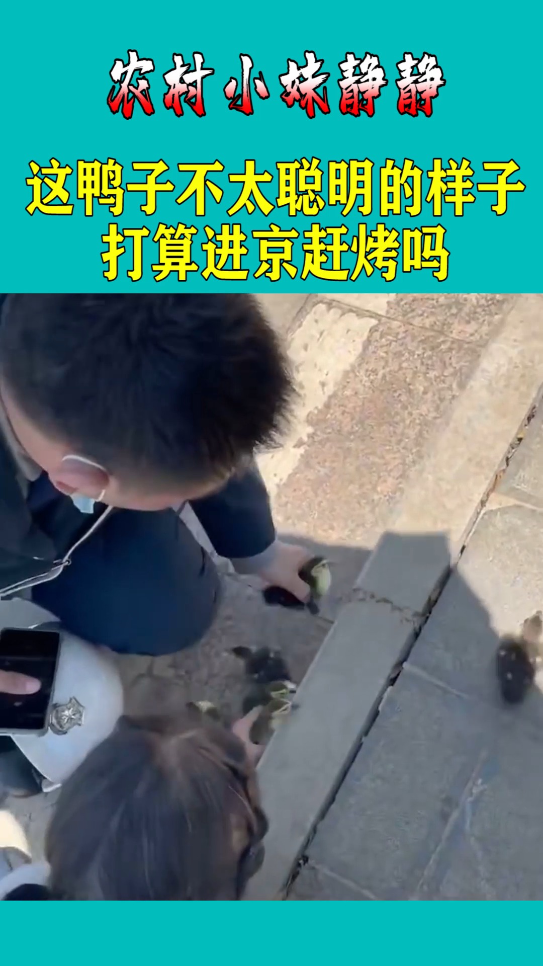 这鸭子不太聪明的样子,打算进京赶烤吗,简直太可爱了!