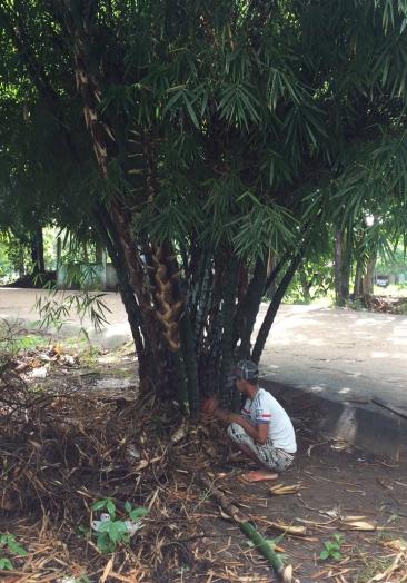 缅甸假线15524523842萌