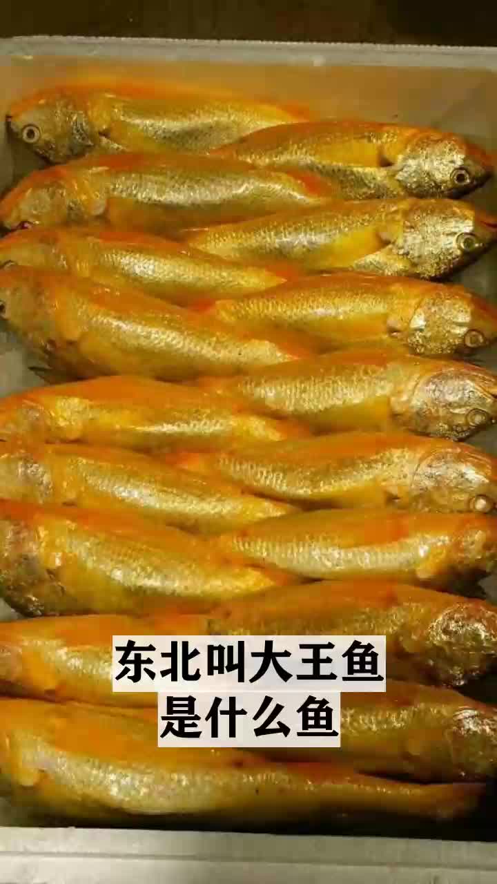 东北叫大王鱼是什么鱼