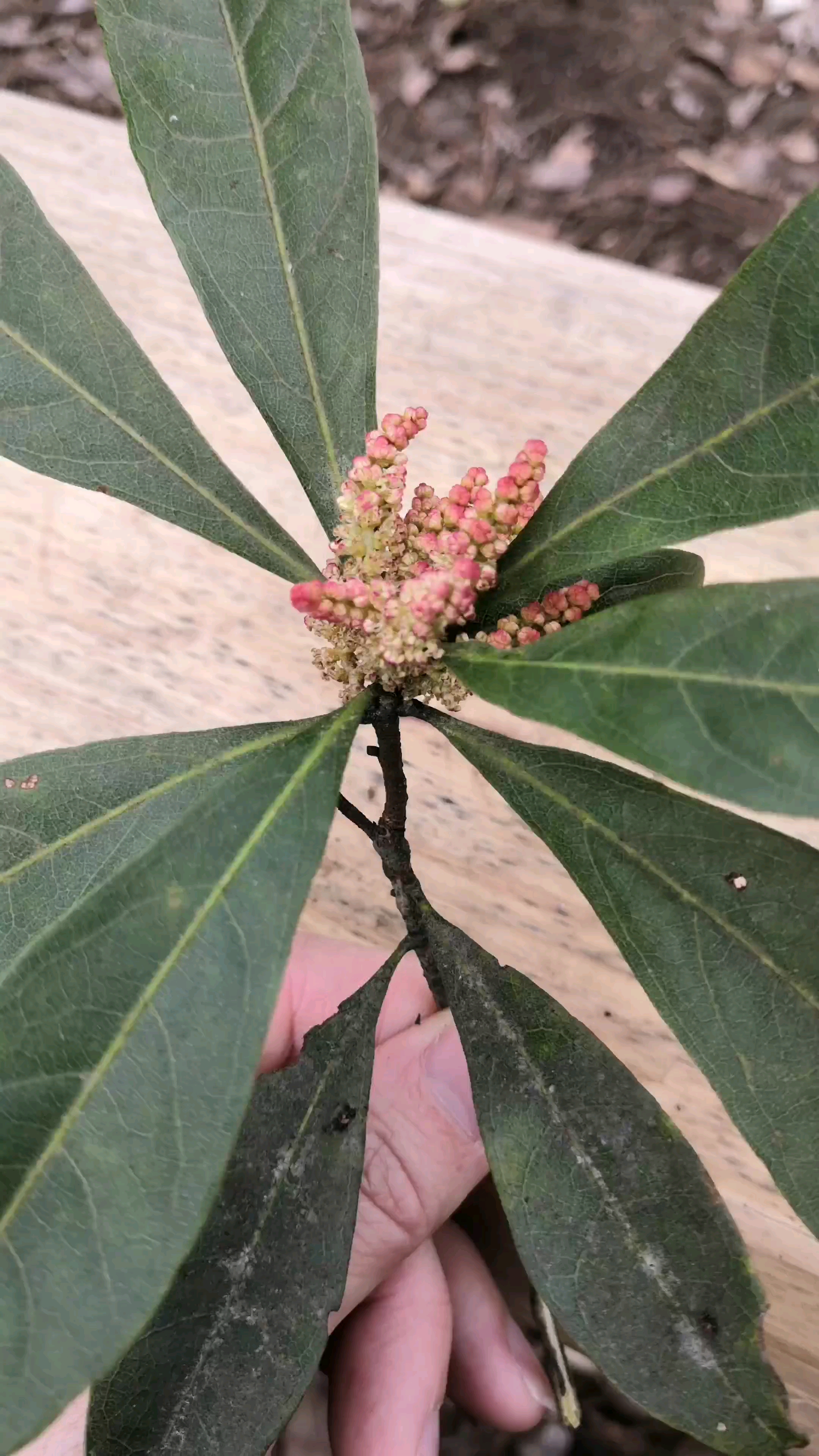 传说中的杨梅花,你们见过吗?