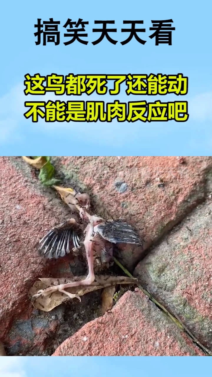 我要上热门这鸟都死了还能动不能是肌肉反应吧