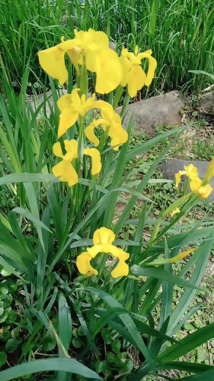 昌蒲草开花图片图片