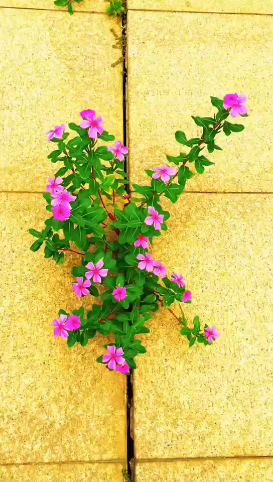 夹缝求生,最深的绝望开出最美的花,我相信你我同样都可以璀璨人生所有