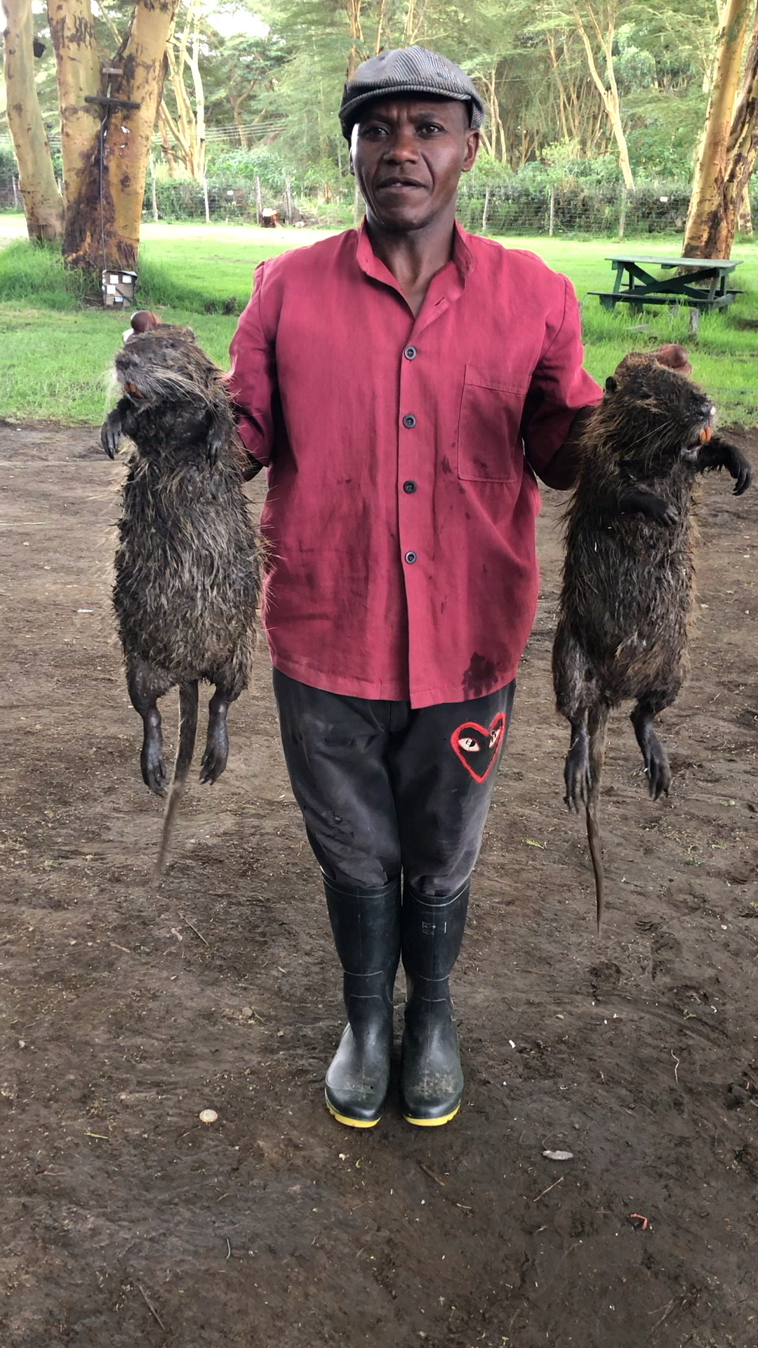 非洲#在非洲的水老鼠