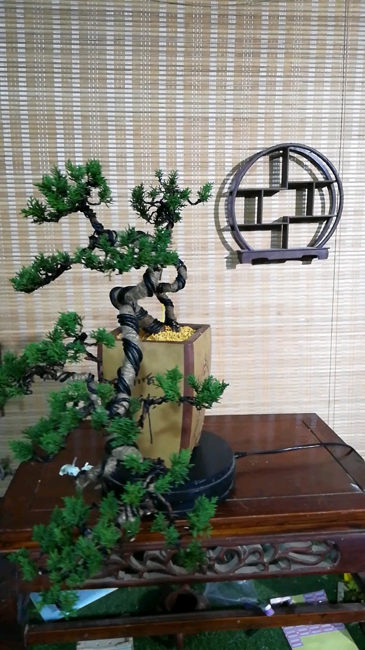 今天下午才制作的济州真柏悬崖造型盆景,喜欢盆景和喜欢盆景制作的