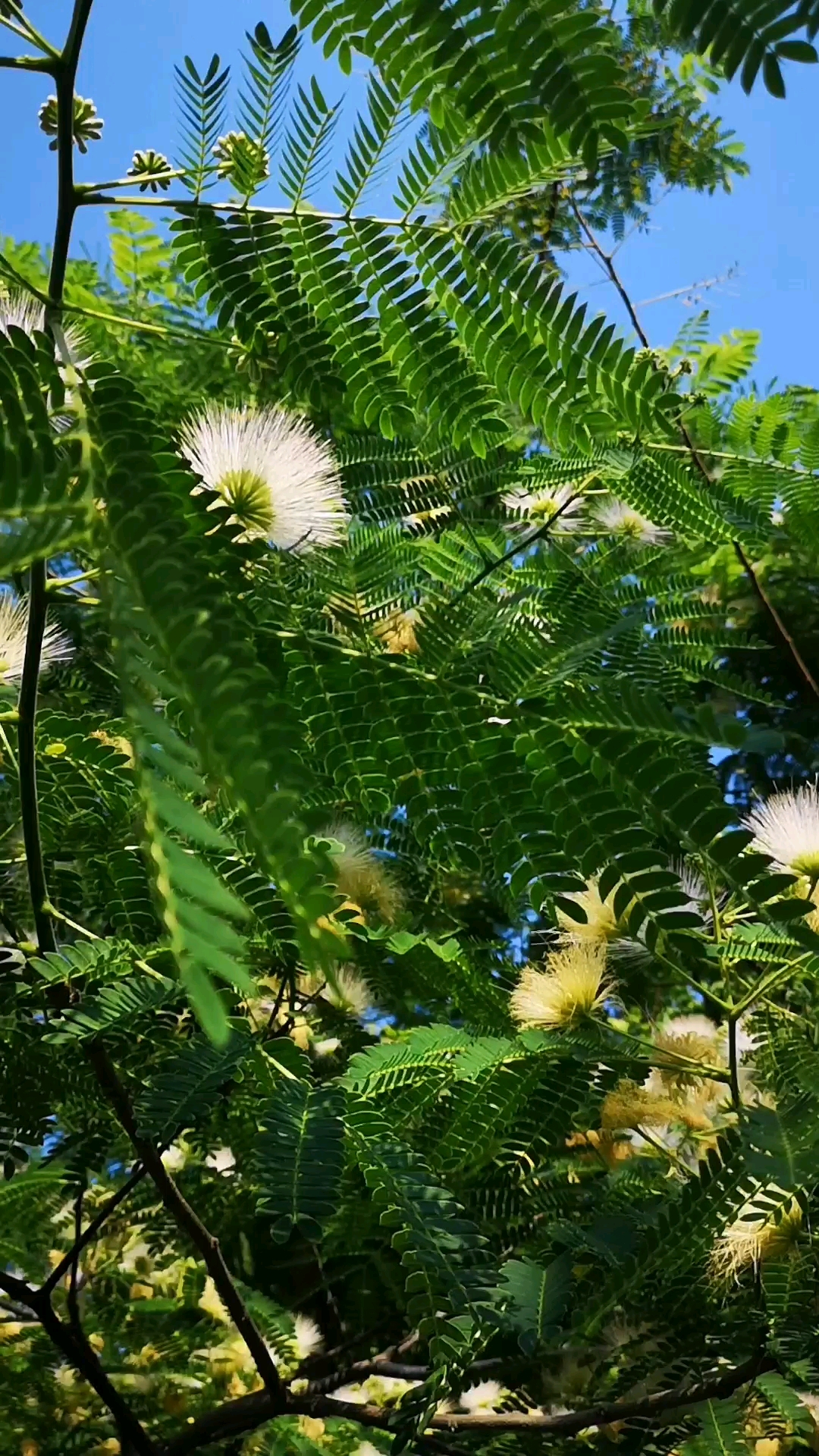 合欢树开花图片大全图片