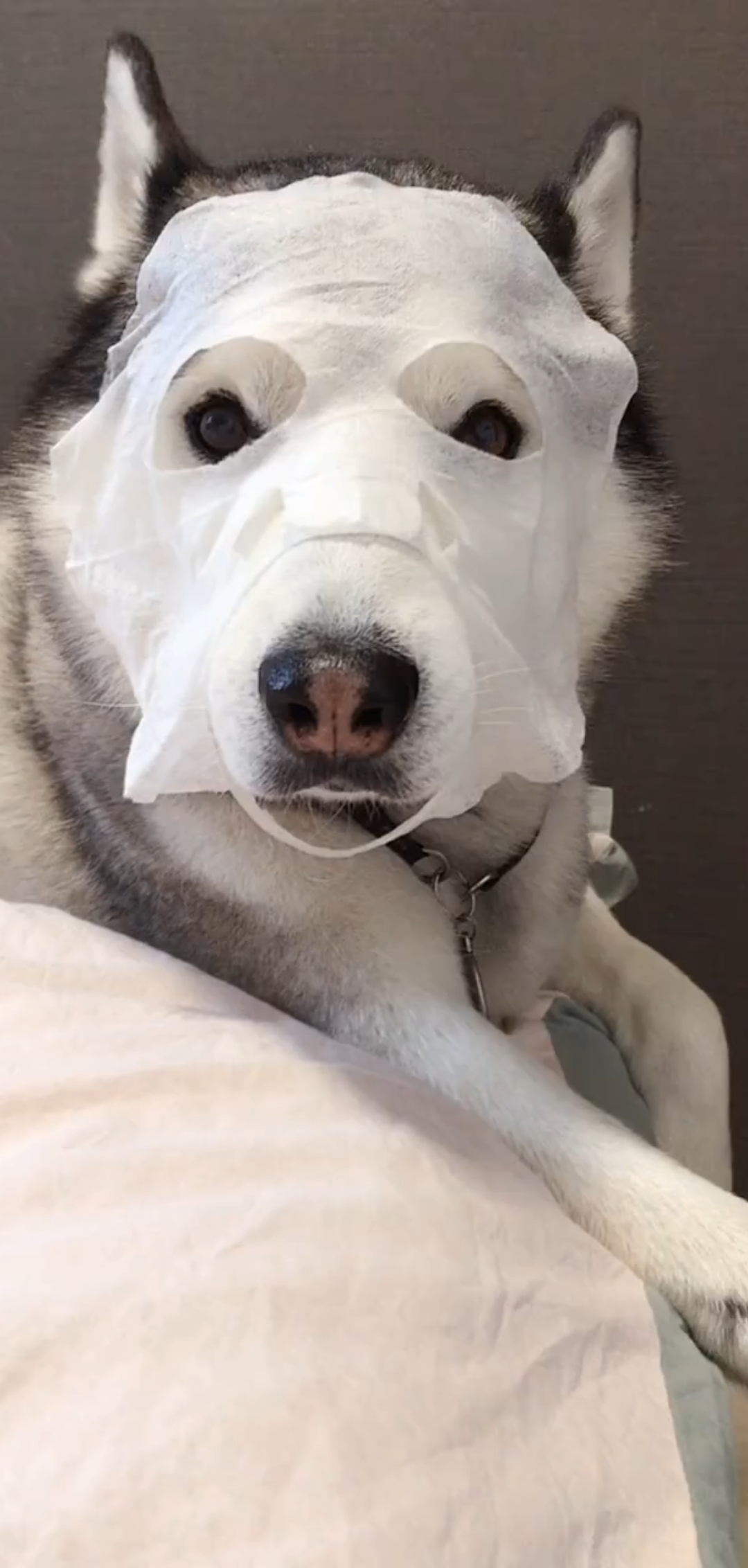 女主人养的二哈就是精贵,还敷上面膜了