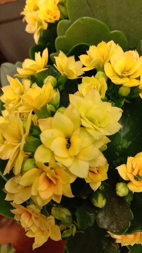 金黄色的长寿花美丽动人!