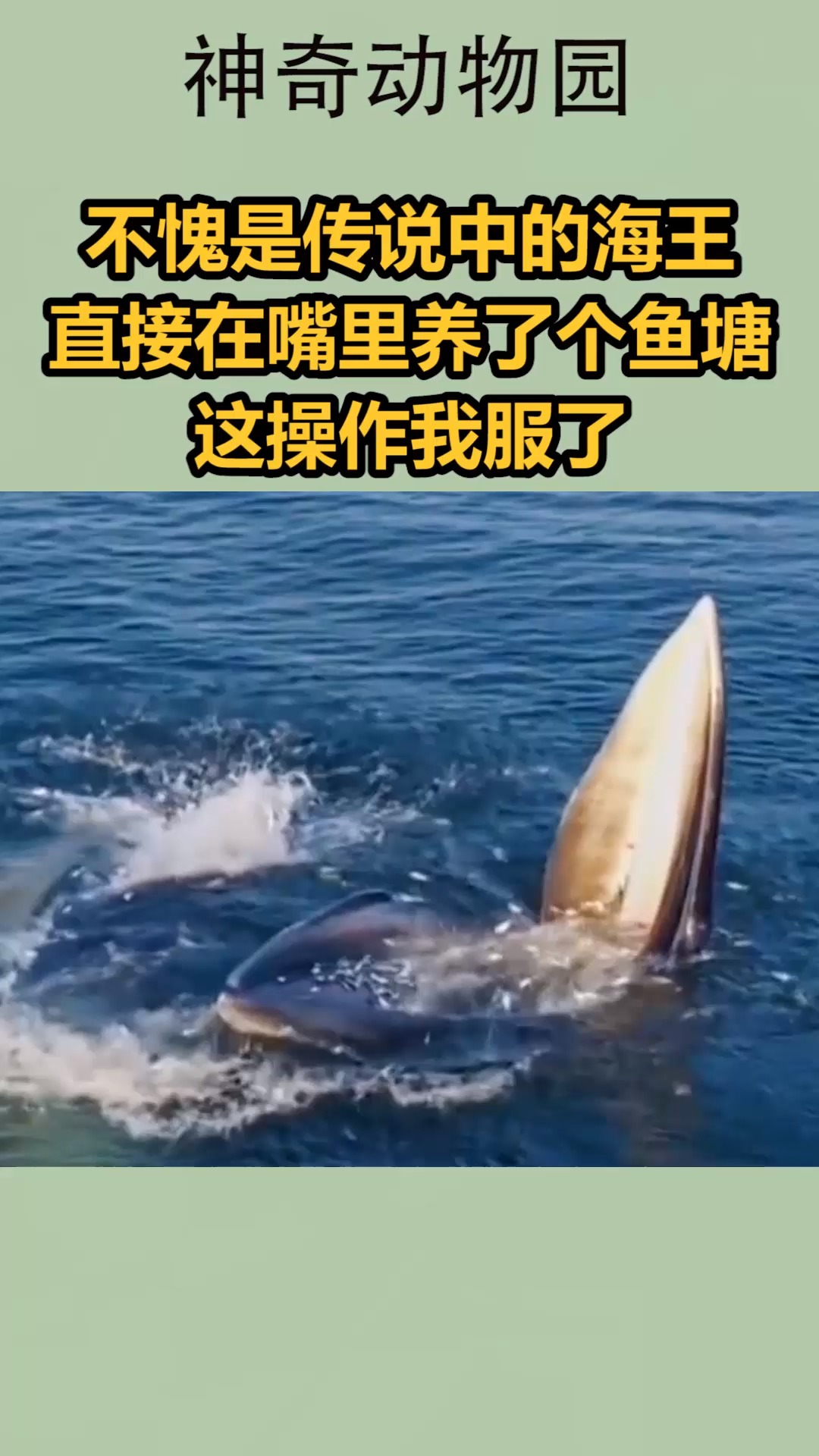 我要上热门#不愧是传说中的海王,直接在嘴里养个鱼塘,这操作我服了