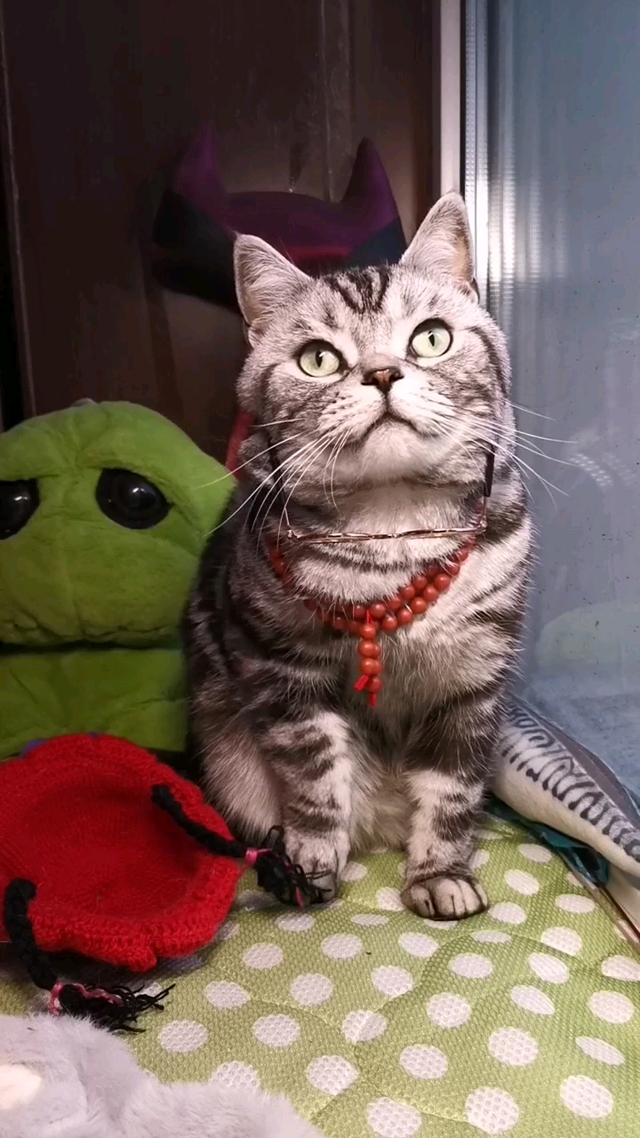 潮猫眼镜都是这么带的