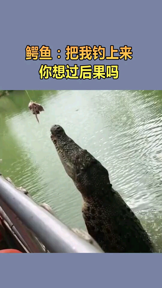 鳄鱼:把我钓上来,你想过后果吗