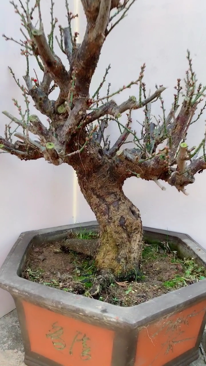 千奇百怪盆景桩#原生骨里红,花苞满满
