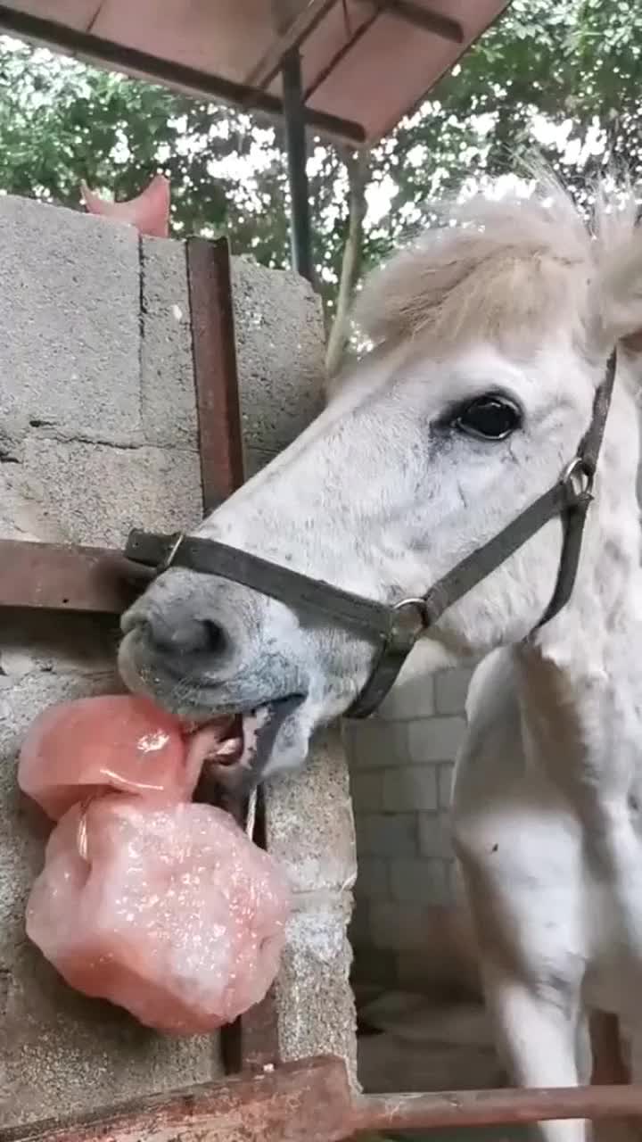 白龙马这是在吃什么东西这表情味道应该还不错