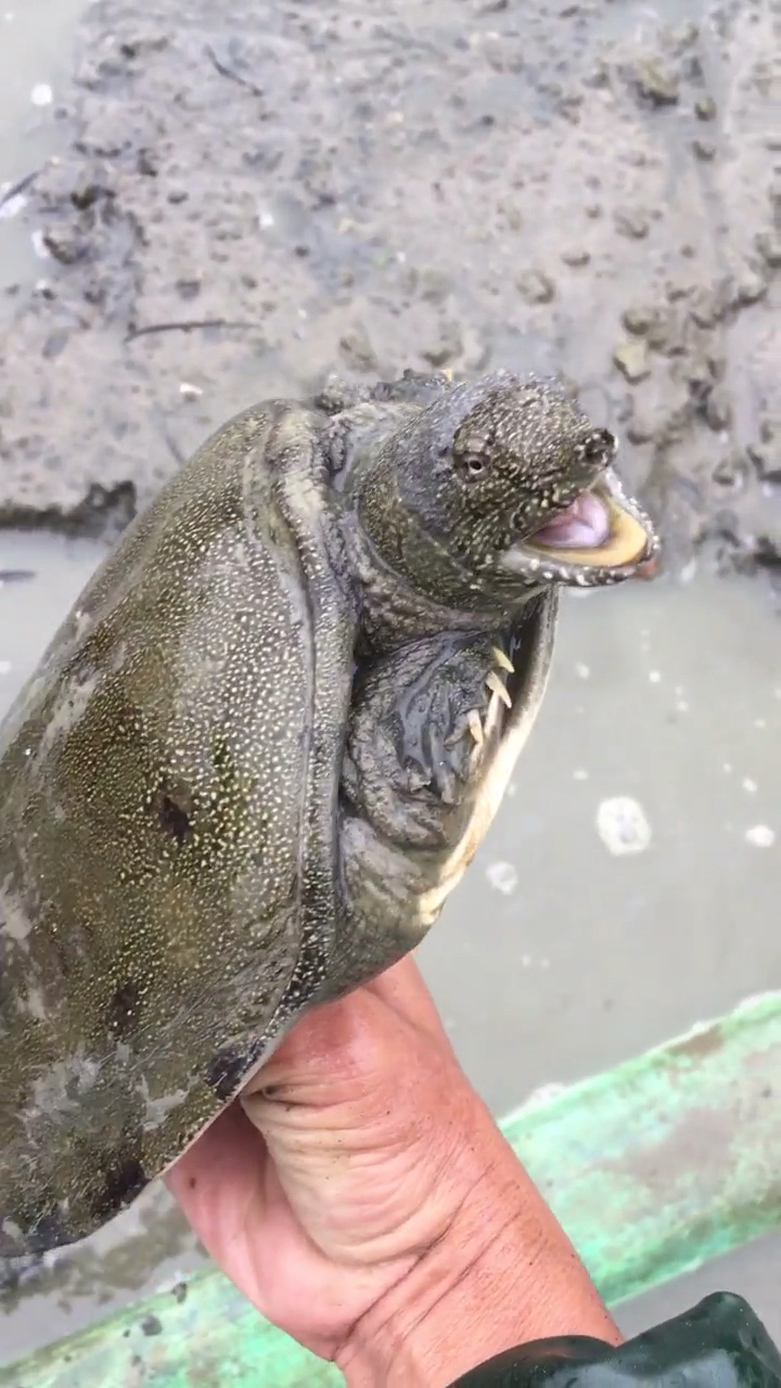 来抓甲鱼这里有一个,这个是在土里冬眠