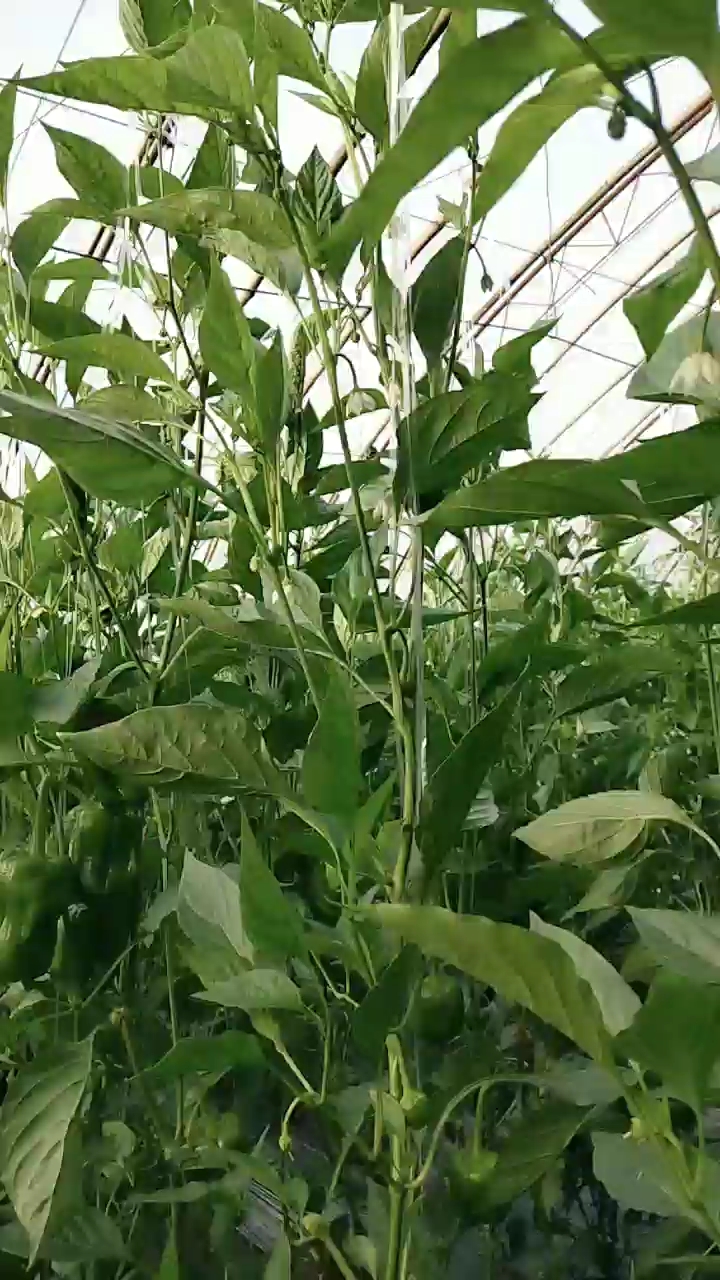 野菜辣椒秧图片