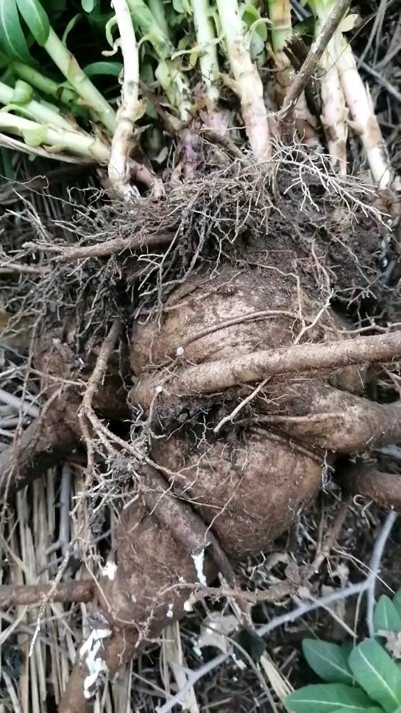 狼毒花外用治疗各种皮肤病有特效内服对各种癌症有一定的滴疗效