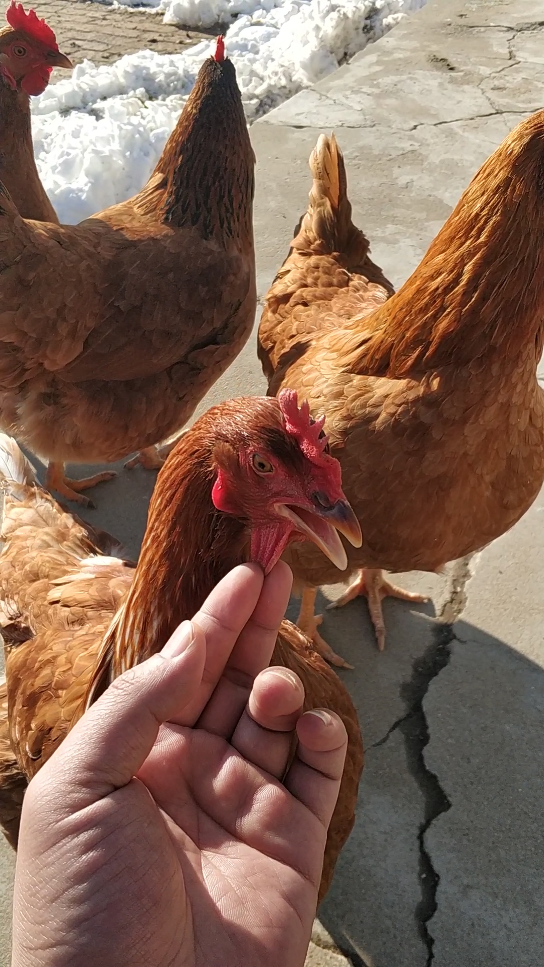 音为有你#大公鸡真胖