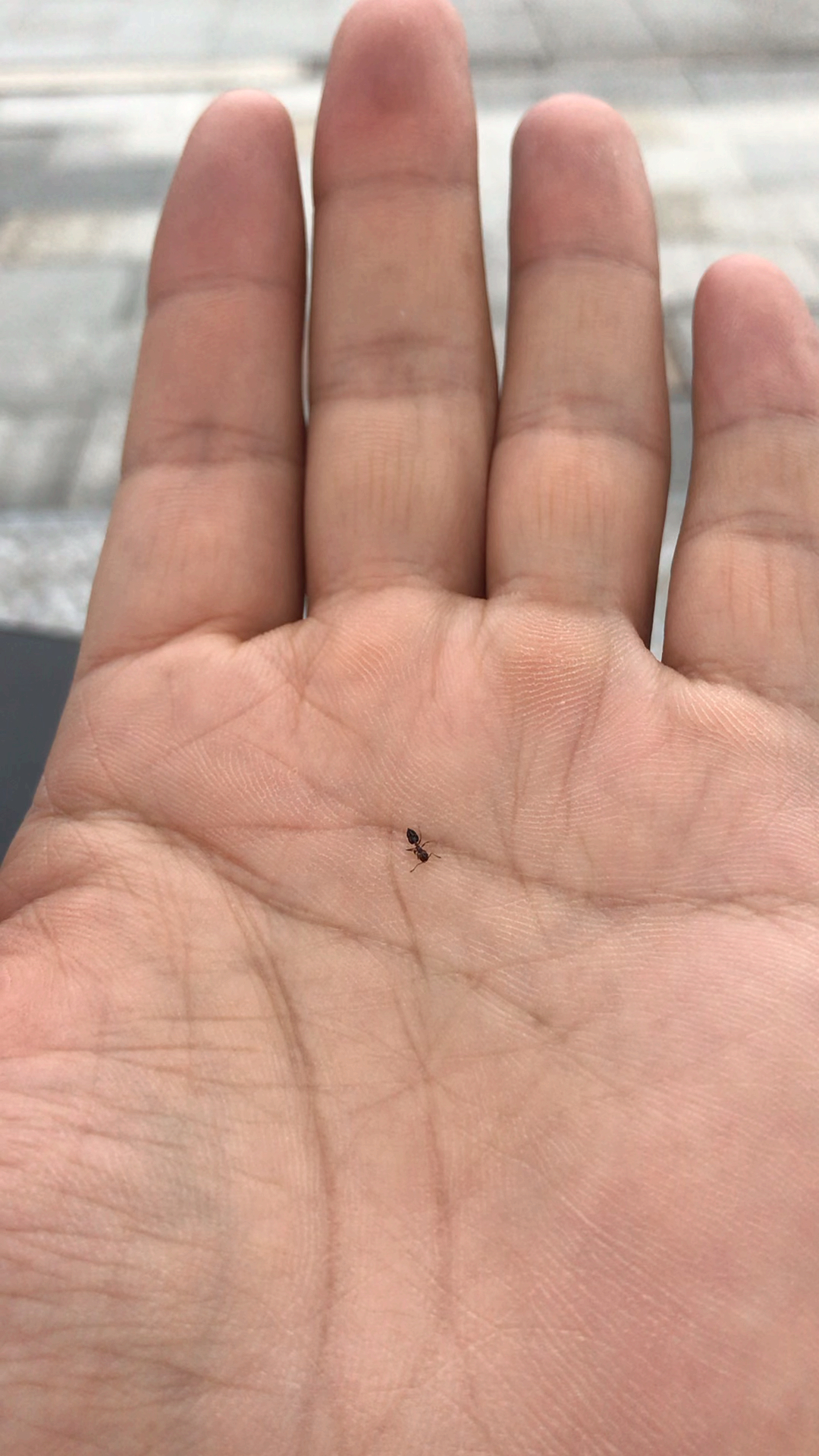 都说"捏死一支蚂蚁简单",事实上是这样的么?我手指力度还不够么?