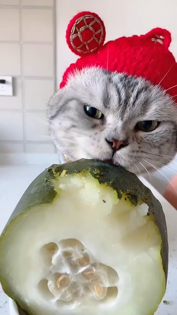 我要上热门#猫咪迷惑行为大赏 猫咪啃冬瓜