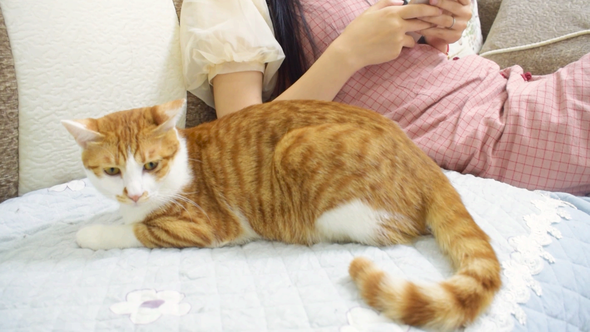 小小爱宠萌化你#女主人玩手机,故意不理猫咪,结果被猫咪的举动暖哭!